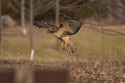 Fond d écran la nature en volant faune Canada oiseau de proie