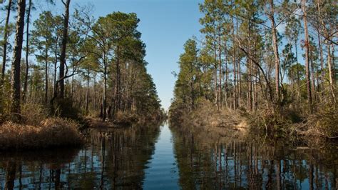 Okefenokee Swamp - Luxagraf, Photos