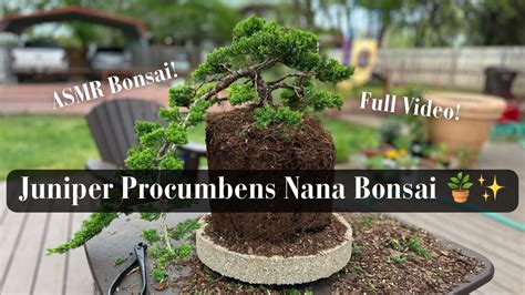 Juniper Procumbens Nana Bonsai Asmr Full Version 🪴 Youtube