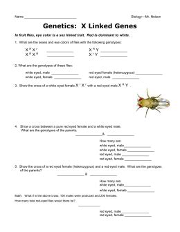 Sex Linked Traits Worksheet