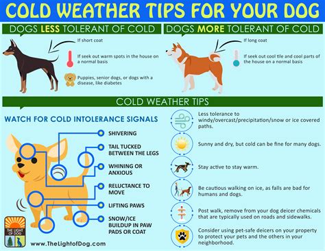 How Do I Protect My Dogs Paws In Extreme Cold