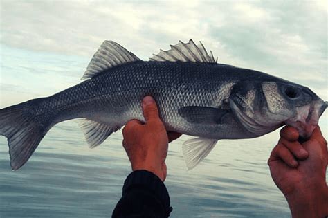 La Pesca Alla Spigola Con La Bolognese Tecniche E Consigli