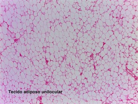 O Que É O Tecido Adiposo - Tecido Conjuntivo Adiposo Marcado Com Adipocitos Resumo Tecido Adiposo