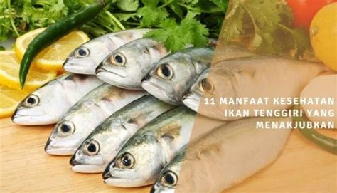 11 Manfaat Kesehatan Ikan Tenggiri Yang Menakjubkan Di 2025 Ditulis Id