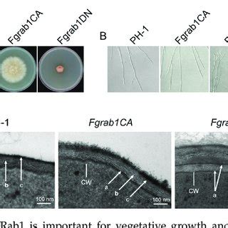 FgRab1 is important for vegetative growth and growth polarity in F ... 