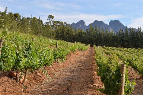 Free Images Landscape Vineyard Field Crop Soil Agriculture