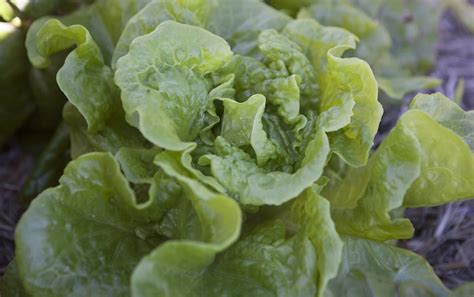 DIY Seed Saving Lettuce Seeds Pip Magazine Sustainablity