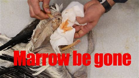 Bird Taxidermyhow To Remove Bone Marrow Completely Taxidermy Youtube