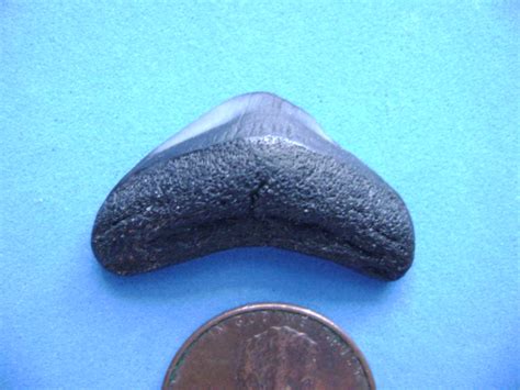 Is this a Baby Megalodon Tooth? - Fossil ID - The Fossil Forum