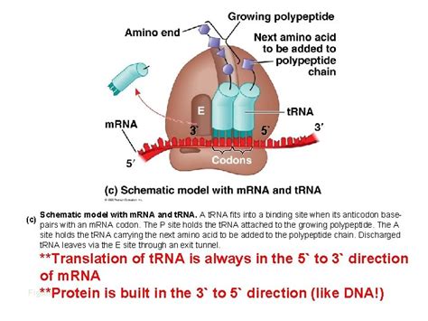 Chapter 14 Gene Expression From Gene To Protein