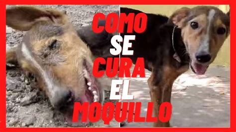 Se Puede Curar El Moquillo En Los Perros