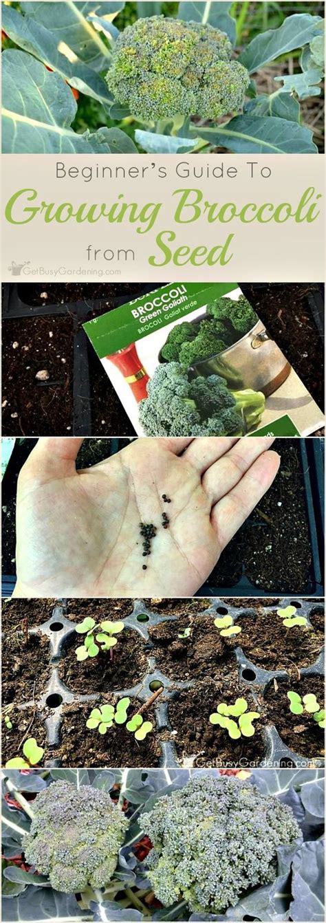 How Do You Plant Broccoli Seeds LaptrinhX News