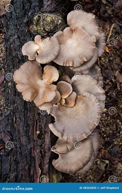 Large Fungi Growing On A Rotting Log Stock Image | CartoonDealer.com #48263845