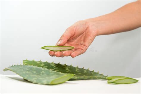 Person Holding Pieces Of Aloe Vera Leaves On The Table Stock Photo