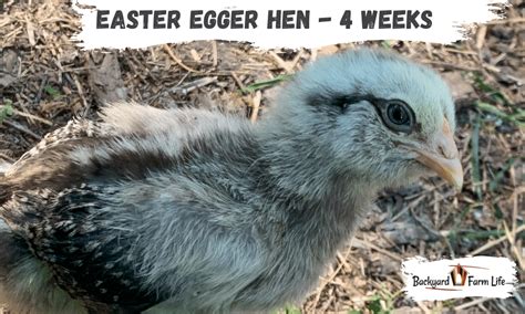 Easter Egger Rooster Vs. Hen - With Pictures!