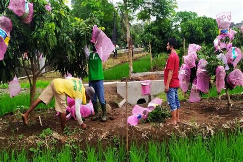 Petani Kulon Progo Kembangkan Tanaman Klengkeng Sistem Surjan Antara News