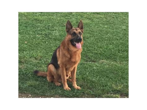 Adorable German Shepherds For Sale Puppies For Sale Near Me