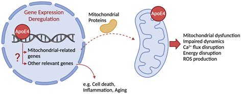 Ijms Free Full Text Apoe4 And Alzheimer’s Disease Pathogenesis—mitochondrial Deregulation