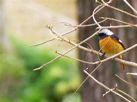 Ryukyu Life: Wildlife Photos: Daurian Redstart in Okinawa, Japan