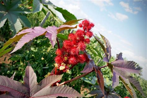 Planta De Leo De R Cino Frutos Espinhosos Vermelhos E As Folhas