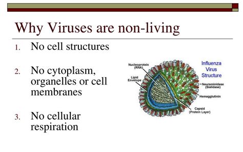 Ppt Unit 2 Biodiversity Powerpoint Presentation Free Download Id