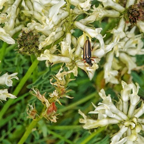 Cortodera Longicornis Things Of The Pacific Northwest