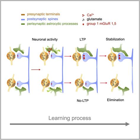 Activity Dependent Structural Plasticity Of Perisynaptic Astrocytic