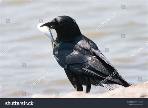 1,650 Fish Crow Images, Stock Photos & Vectors | Shutterstock