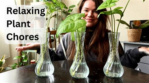 Do Plant Chores With Me Repotting And Propagating My Houseplants