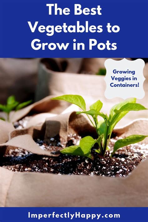 The Best Vegetables To Grow In Pots Growing Veggies In Containers Is