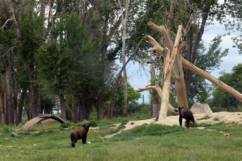 Yellowstone Bear World In Rexburg Idaho Ahlvit