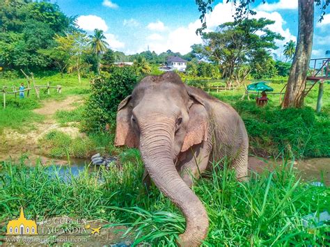 Tour Privado Santuario De Elefantes En Chiang Mai En Espa Ol Tu Gu A