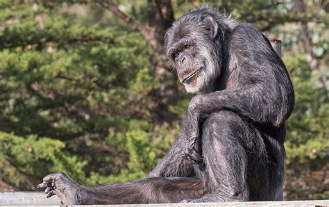 Oldest Chimpanzee In North America Dies At San Francisco Zoo