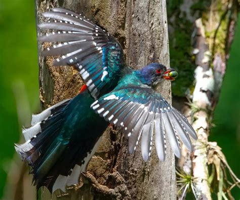 National animal of Cuba - Cuban Trogon | Symbol Hunt