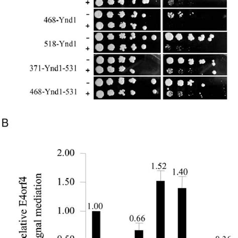 Ynd Constructs A Schematic Representation Of Wt And Mutant Ynd