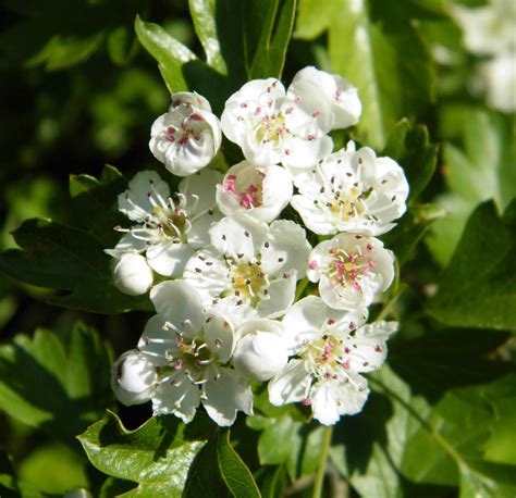 Hawthorn Crataegus Monogyna Species Information Page