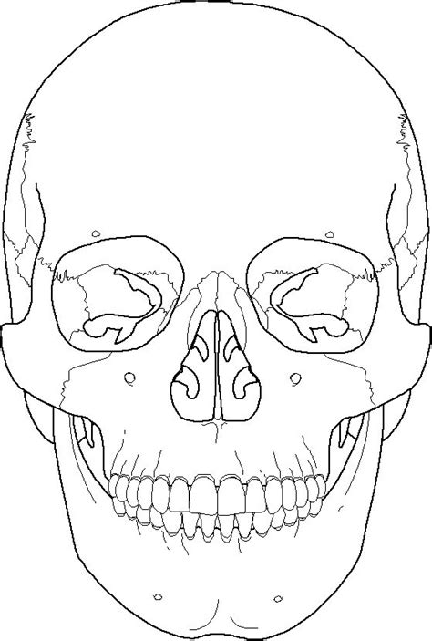 Front view skull Diagram | Quizlet