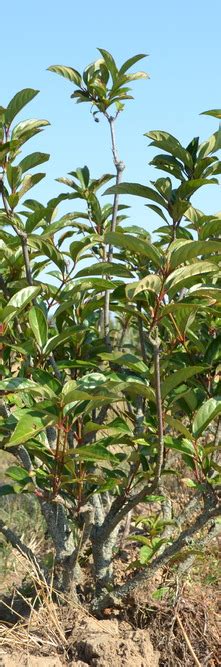 Viburnum Le Bois Marquis Guillot Bourne