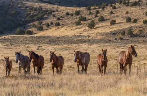 Herd of Wild Horses stock photo. Image of nature, wildlife - 174565478