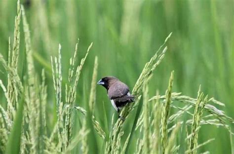 Cara Merawat Burung Pipit Kecil Hingga Dewasa