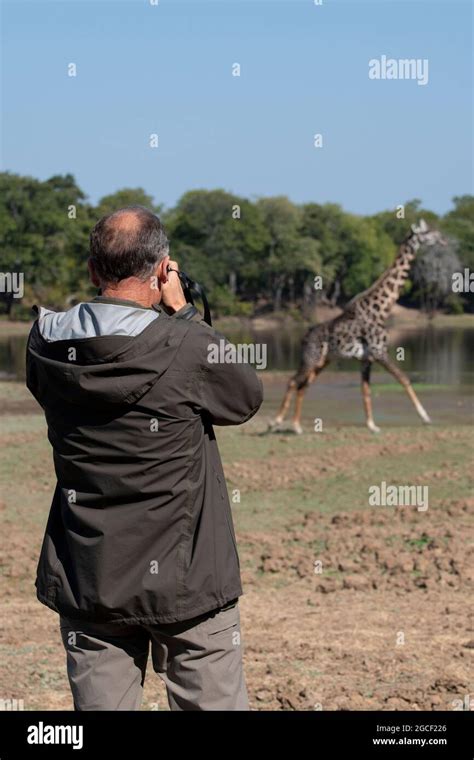 Zambia South Luangwa National Park Rhodesian Giraffe Aka Thornicroft