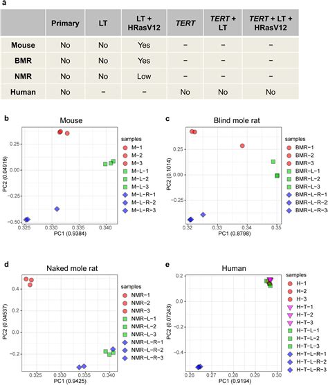 Reply To Transformation Of Naked Mole Rat Cells Abstract Europe PMC