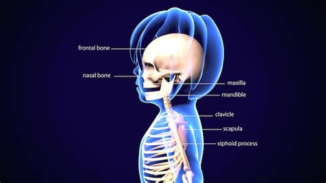 Un Diagrama De Un Cuerpo Humano Con La Palabra Huesos Humanos Foto