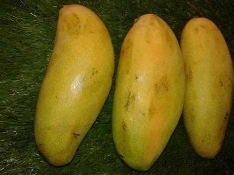 Mengenal Mangga Golek India Sometimes As Mine In Garden