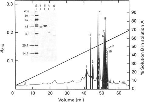 Isolation By Reverse Phase H P L C Chromatography On A Vydac C Column