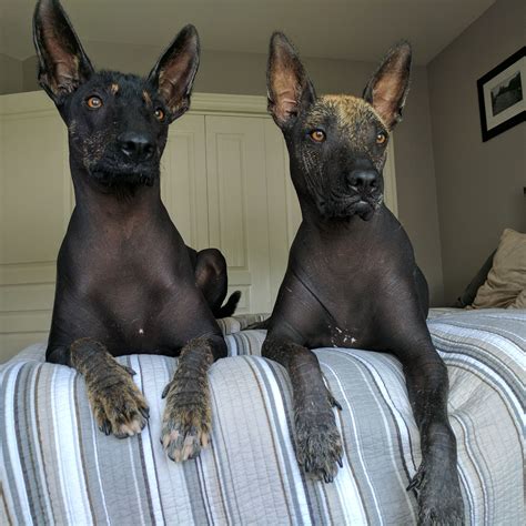 Beautiful xoloitzcuintlis mexican hairless dog – Artofit