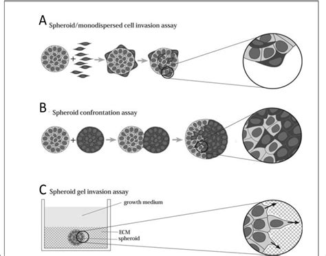 The Spheroids As 3d Invasion Assays A The Spheroid Monodispersed Download Scientific Diagram