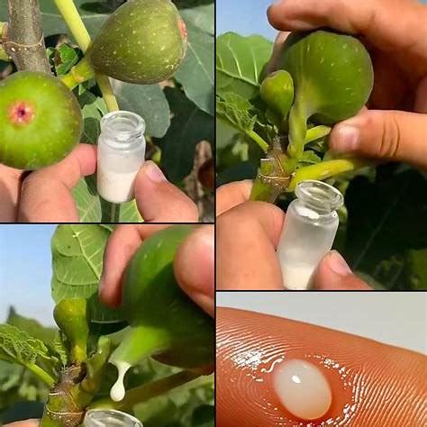 Fig Sap: Nature’s Quiet Healer You Never Knew You Needed