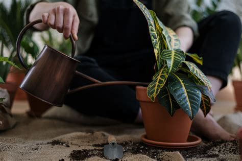 Conoce cómo cuidar plantas y la naturaleza de forma fácil y efectiva