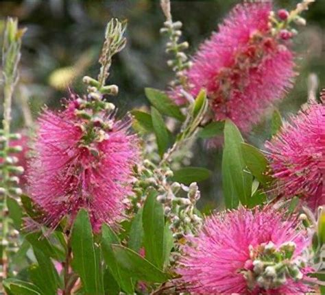 Callistemon Mauve Mist Bottlebrush Mauve Mist Shoot